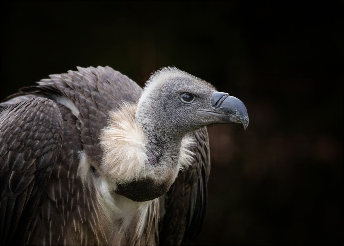 The London Marathon is this weekend, and we have one dedicated supporter who is running to raise money for the Hawk Conservancy Trust! 🦅🏃‍♂️ Charles Newstead will be taking on this huge challenge on Sunday 💚 See his training progress and make a donation: ow.ly/OGtp50RgT7L