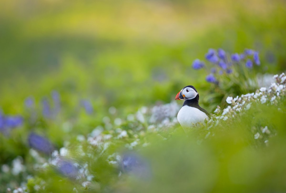 The results are in! With 41,605 puffins recorded on Skomer in 2024, the winner of our Puffin Count Competition is Holly Blake with a guess of 41,595. Thanks to all who took part! If you'd like a puffin print of your own, head over to @bwmphotoUK website: bwmphoto.myshopify.com/products/puffi…