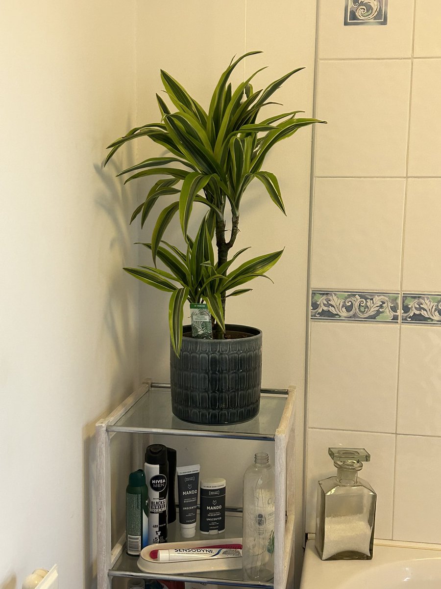 I bought a house plant, now let’s see if I can manage to keep it alive….

#houseplant