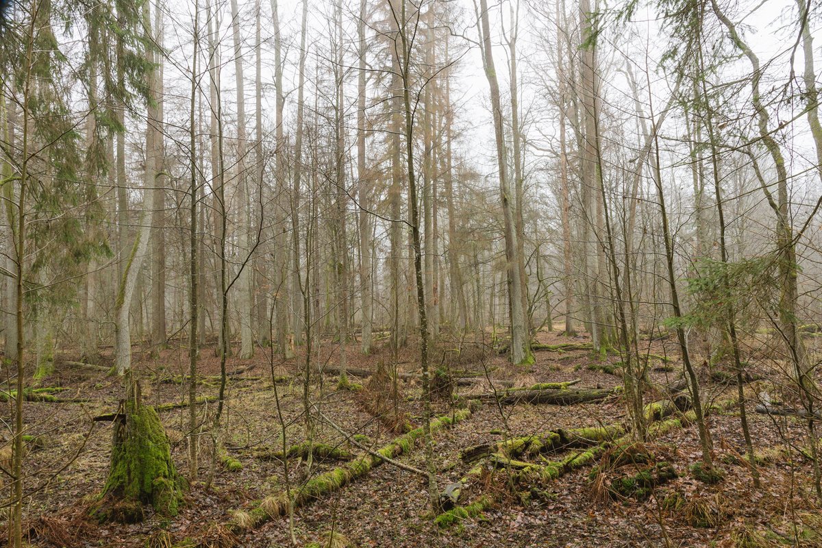 Ever wanted to visit Europe's last primeval woodland? I run 1 and 4 day guided tours around Białowieża Forest. 

These aren't your typical tours focusing on history and bison. They're tailored to people interested in rewilding and natural forest ecology. Topics you can choose to