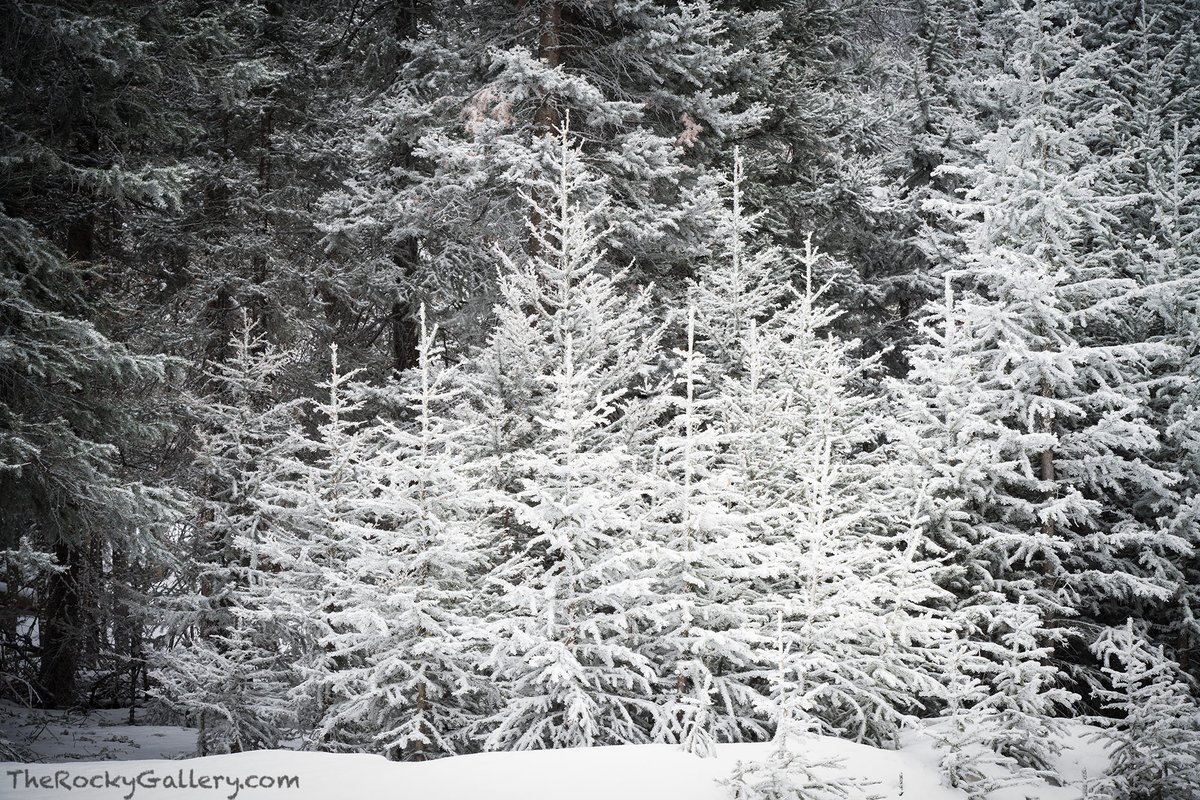 It may be the middle of April but Rocky still gets its fair share of snow. This morning there was a nice dusting of snow covering these pines in Hidden Valley. More snow's on the way the next few days which will be great for summer flowers and waterfalls. #RMNP