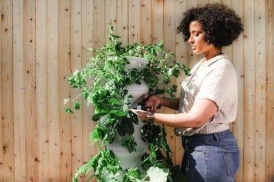 kseitel's tweet photo. Fun fact: instead of buying outdoor plants specifically for your yard or terrace, you can bring out some of your indoor plants. https://t.co/5mcmAzfQiq https://t.co/JmN03741JM
