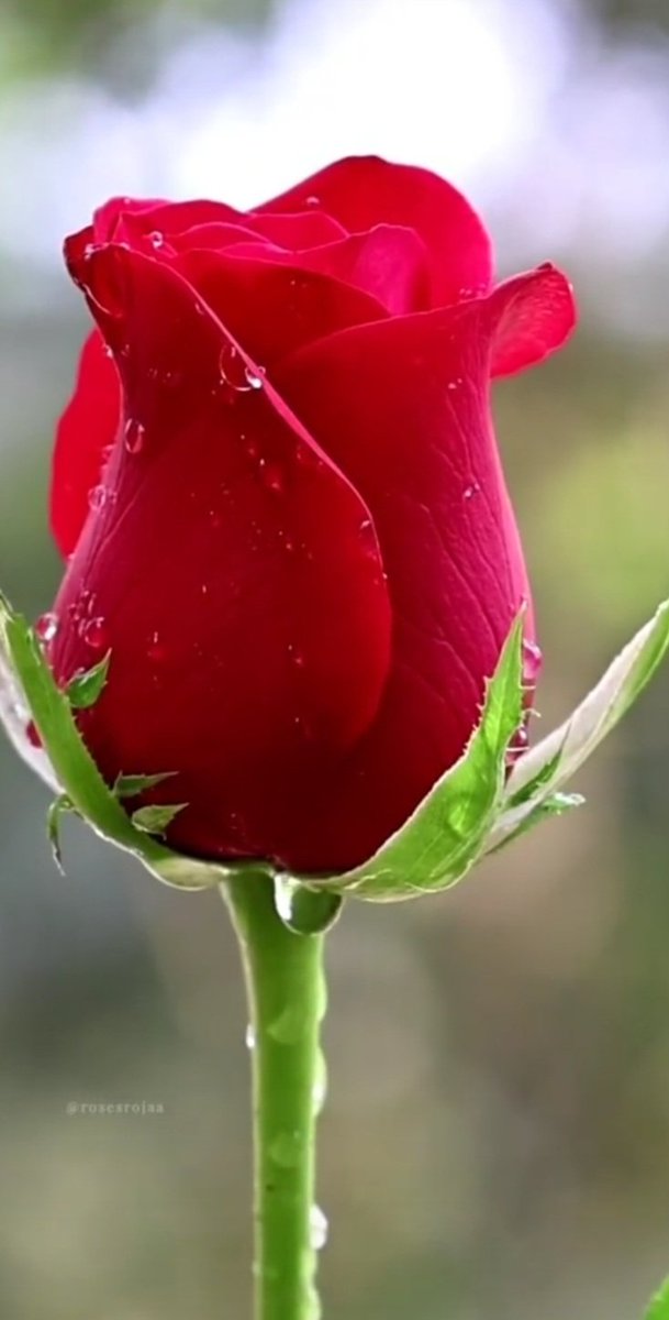 الأميرة السعيدة tweet media