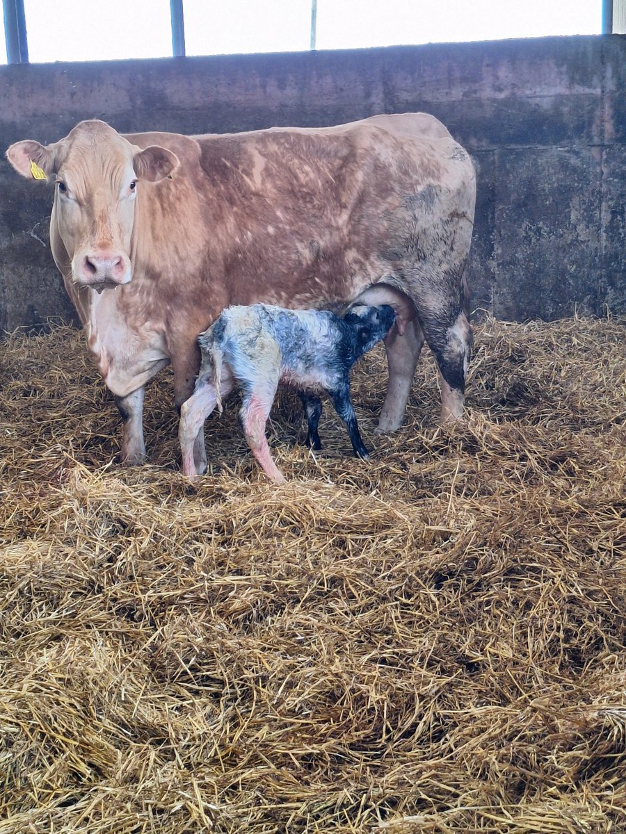 Calving 24 over and out. Bb5214 bull calf to finish us off.#sucklers @doveagenetics