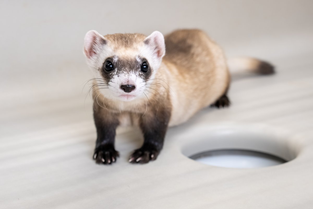 Since the breakthrough 2021 birth of Elizabeth Ann, the first cloned U.S. endangered species, we & our partners are excited to announce the birth of two more black-footed ferret clones: Noreen & Antonia!