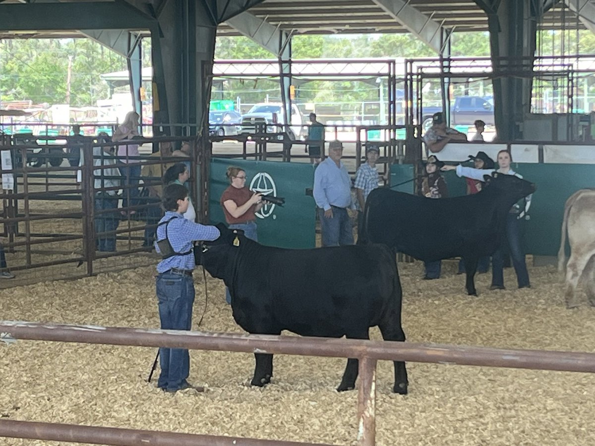 willis_ffa's tweet photo. CONGRATULATIONS to our 2024 Replacement Heifer Grand Champion Hayes Hoegemeyer!!! So proud of you! 

Joined by Hayes in the grand drive was Sara-Beth Cathey and Levi Risner 5th overall. Great show! 

@WillisISD_CTE @WillisSchools @Willis_HS_TX @WISDBrabham https://t.co/UJfdvYHFb4
