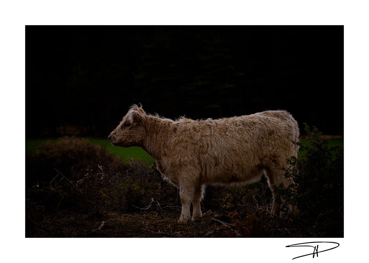 Bovin pensif...
#CausseMéjean #Lozère #Occitanie 
18 avril 2024