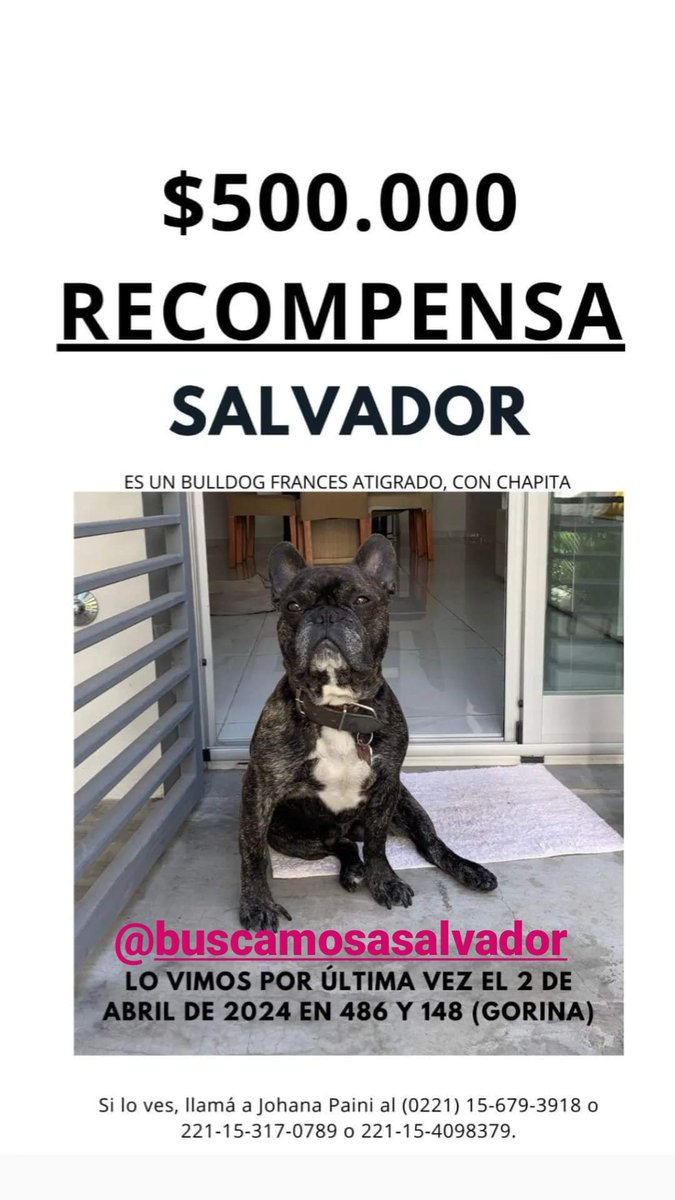 MolinariPaulita's tweet photo. Seguimos buscando a Salvador, robado en Gorina. Se agradece de corazón, ayudar a difundir #perrosrobados @JMilei @ElPelucaMilei @BombitaDarin #Milei https://t.co/bSFch3fjGV
