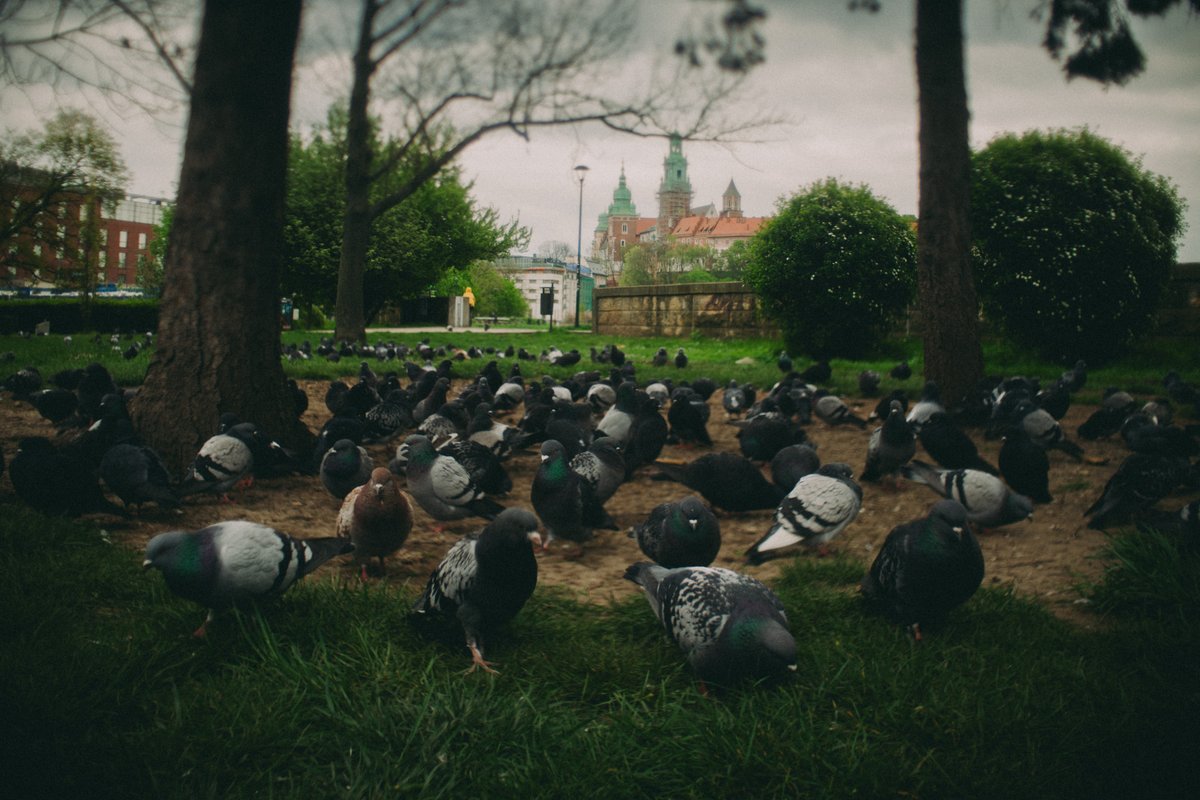Krakovian Pigeons* *UNESCO world heritage site in background.