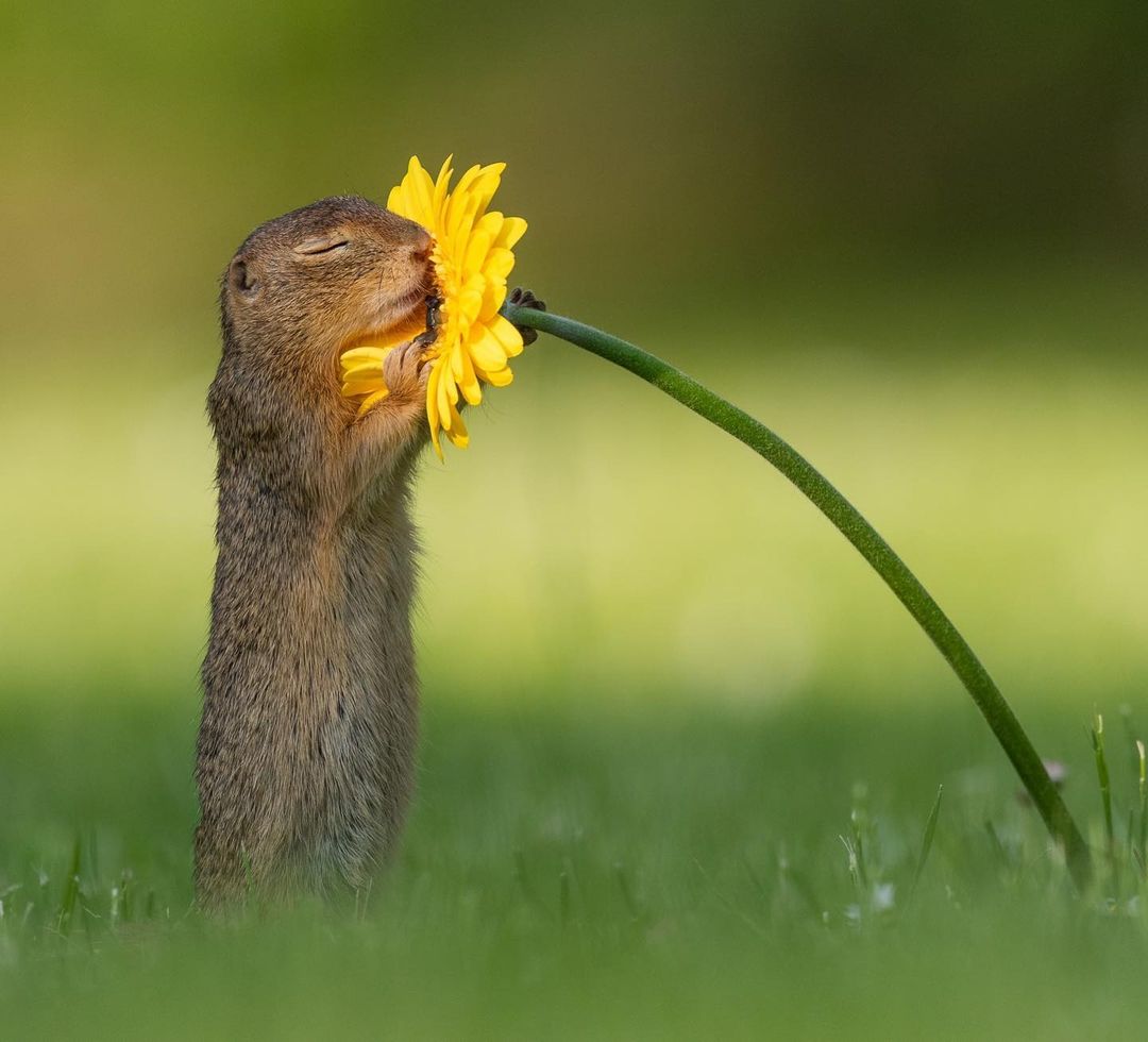 5. Dick Van Duijn captured the exact moment a squirrel stopped to smell a yellow daisy.