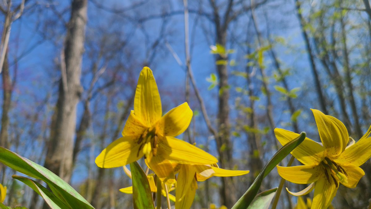 Challenge: take a good picture of a spring ephemeral with blue sky in the background.

Difficulty: apparently impossible

#spring #ephemeral #wildflowers #phenology