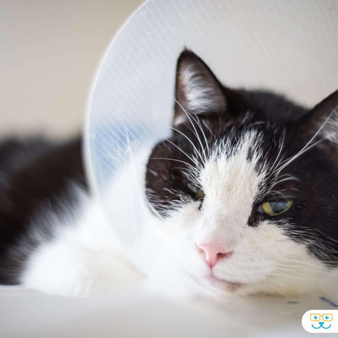 Cats are known for their resilience, and we're committed to supporting their recovery with gentle and effective post-operative care. From pain management to wound care, we prioritize the comfort and healing of our feline patients at every stage. ❤️🩺 #vieravet #VeterinarySu ...