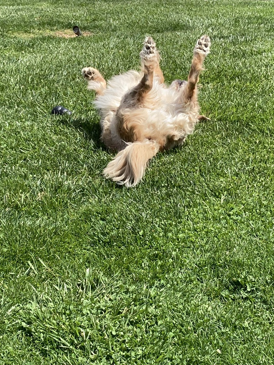 hibufu's tweet photo. Some life they live! ❤️🥰❤️🥰 #mommasboys #spring ☀️🌷🐶🐶 https://t.co/vBOynQCfam