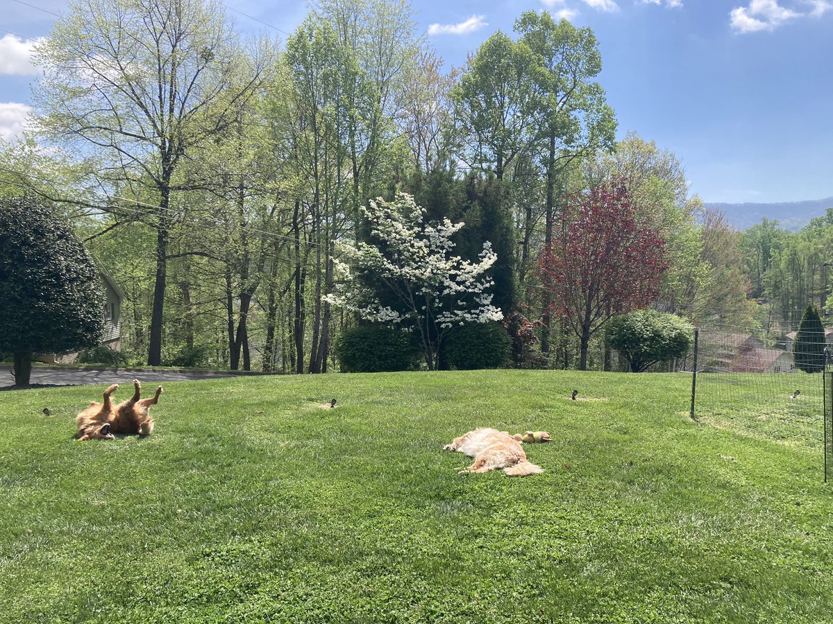 hibufu's tweet photo. Some life they live! ❤️🥰❤️🥰 #mommasboys #spring ☀️🌷🐶🐶 https://t.co/vBOynQCfam