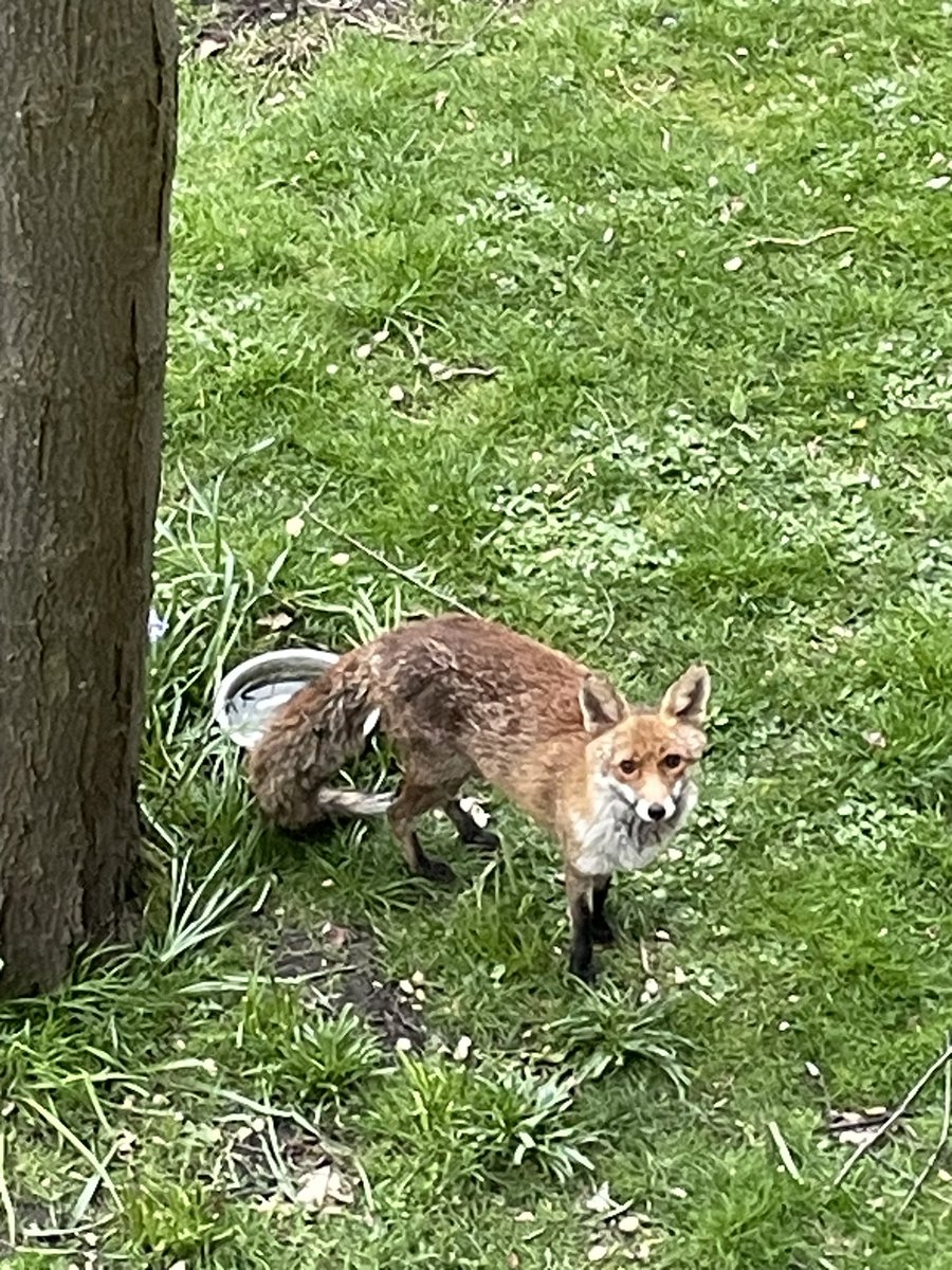 She was sitting so beautifully with her back to me drinking water I thought I could get a lovely photo📸 But bat ears heard me & now she wants snacks😂🧁🦊❤️