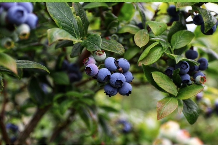 Bee Vectoring Technologies, Mississauga ON, has announced strong spray trial results using its CR-7 biofungicide on blueberries in trials at 
@michiganstateu @BeeVTech 

thegrower.org/news/bee-vecto…