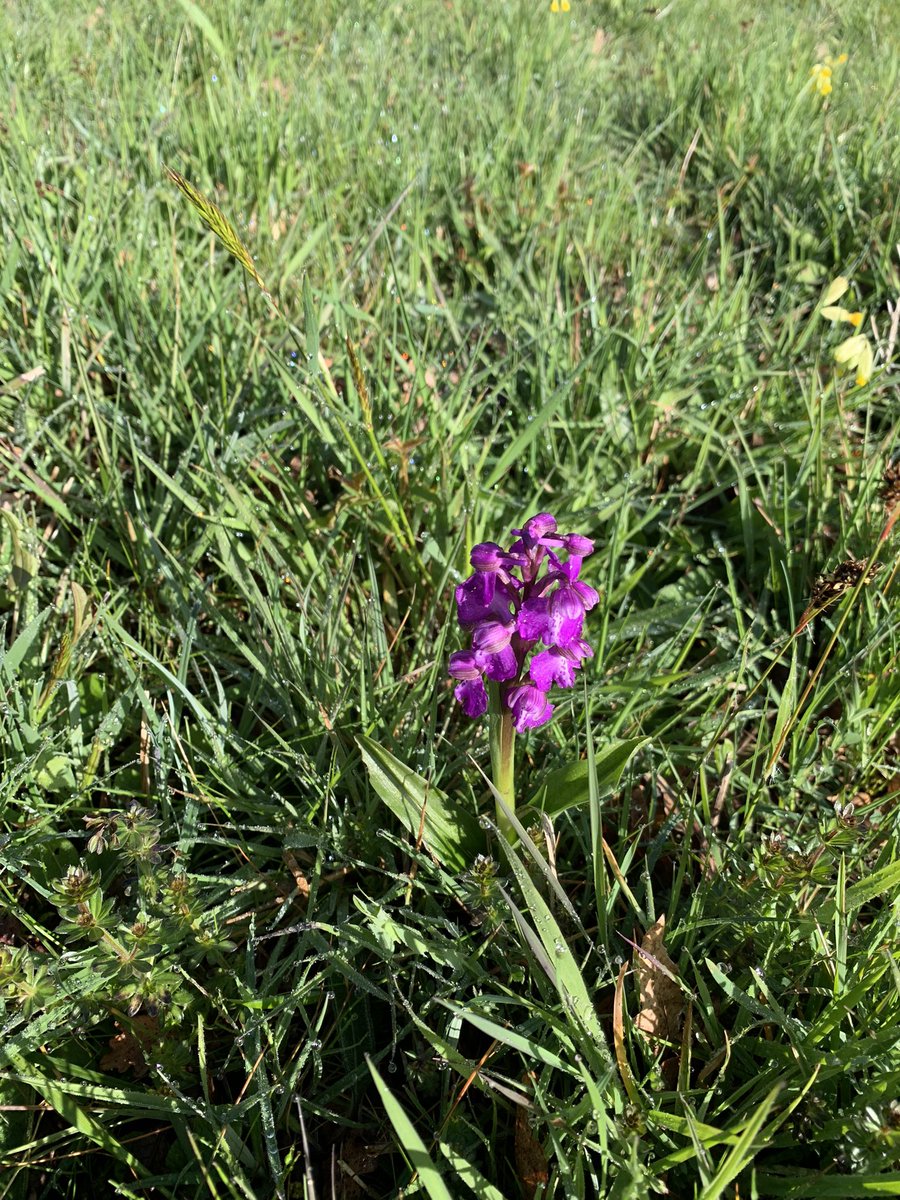 Beautiful privately owned county wildlife site visited this morning- bugle, cuckoo flower, cowslips, wood rush & one green winged orchid flowering 🙂 @suffolkwildlife