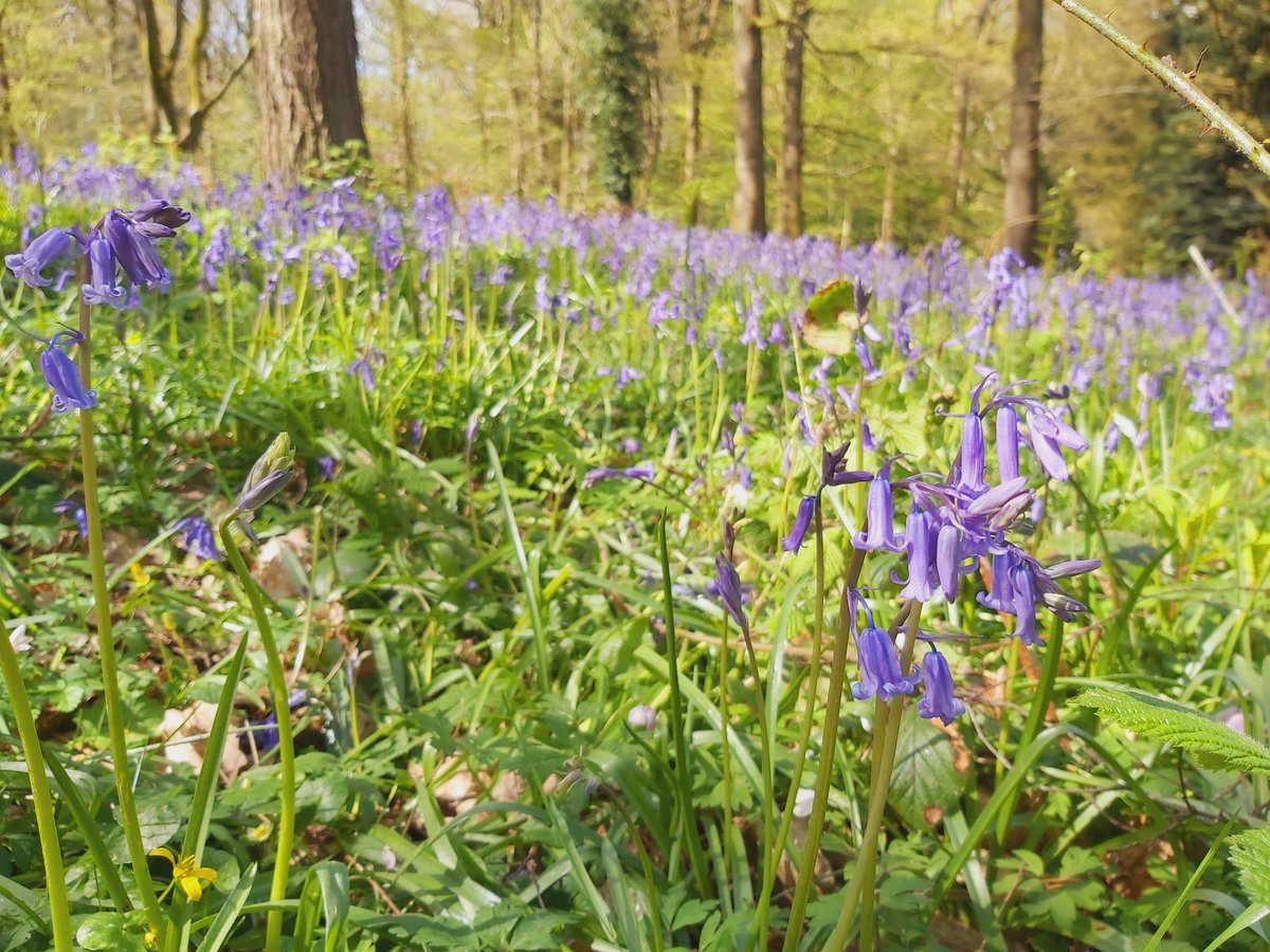 Bluebells looking, and smelling, gorgeous @QueenswoodArb between the showers today.