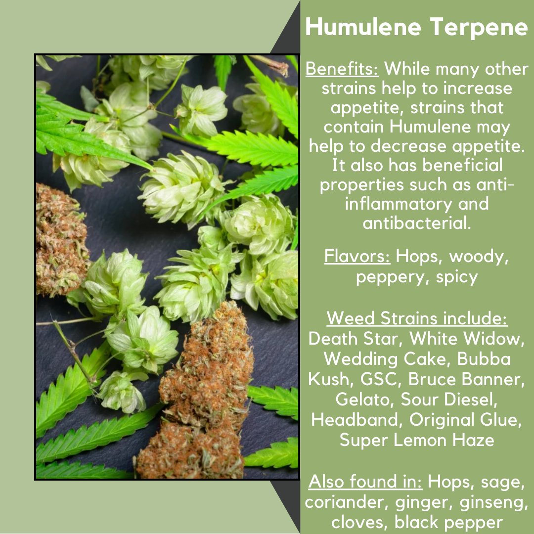 Humulene - this Hoppy terpene is found in many strains that have benefits that helps with decrease appetite, inflammation, and antibacterial. #humulene #terpene #terpenethursday #decreaseappitite #inflammatory #antibacterial #hops #trichomehealthconsultants #thcmed