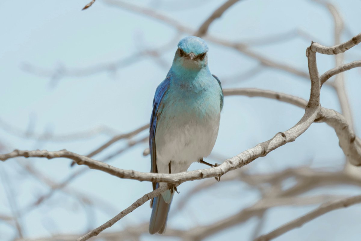 Mountain Bluebird