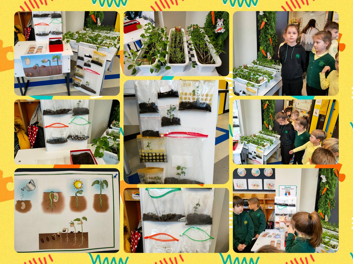 Class 1 project on the life cycle of plants presented at science exhibition @HeritagePrimary @MarysCep