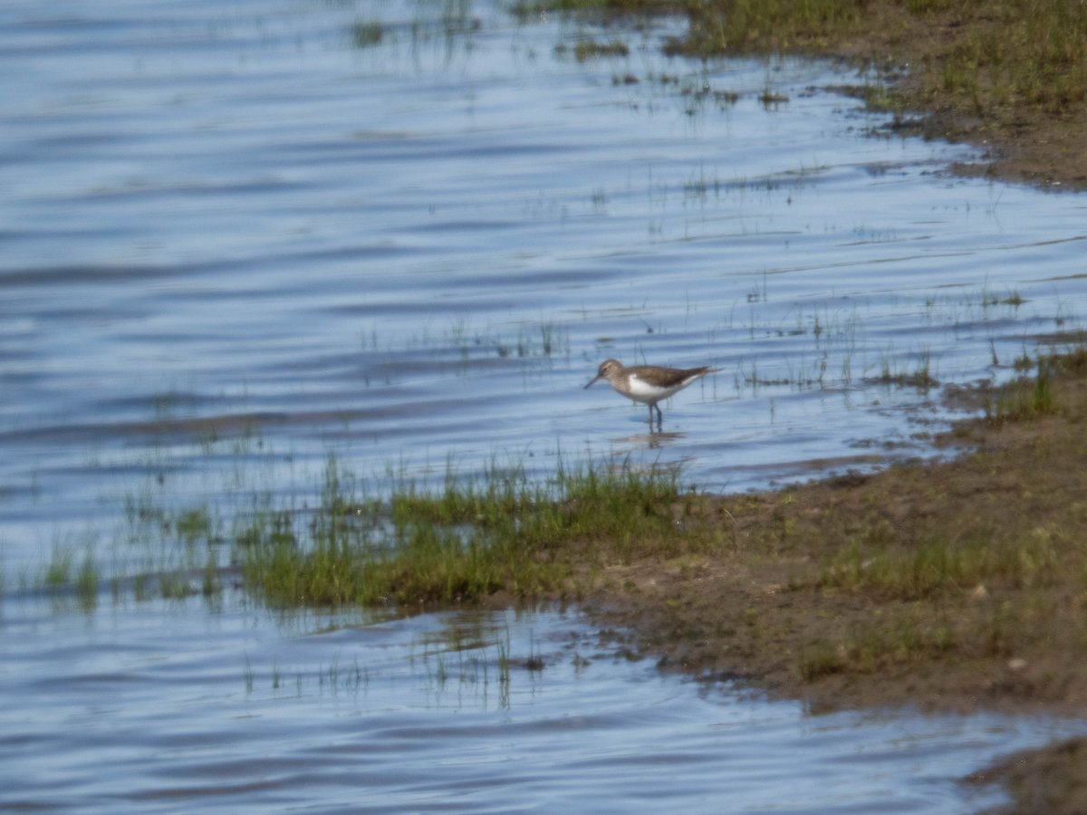 A very blurry picture of this Common Sandpiper today at the Skern alerted me to a broken teleconverter. 😡😥