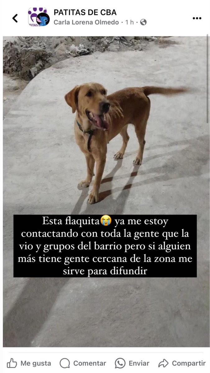 angiigarraza's tweet photo. Ayúdenme a difundir es zamba,  necesito que alguien en san Vicente la retenga 

Gracias ayúdenme a difundir. 
Contacto 3517612889 https://t.co/OBuSGFXwR2