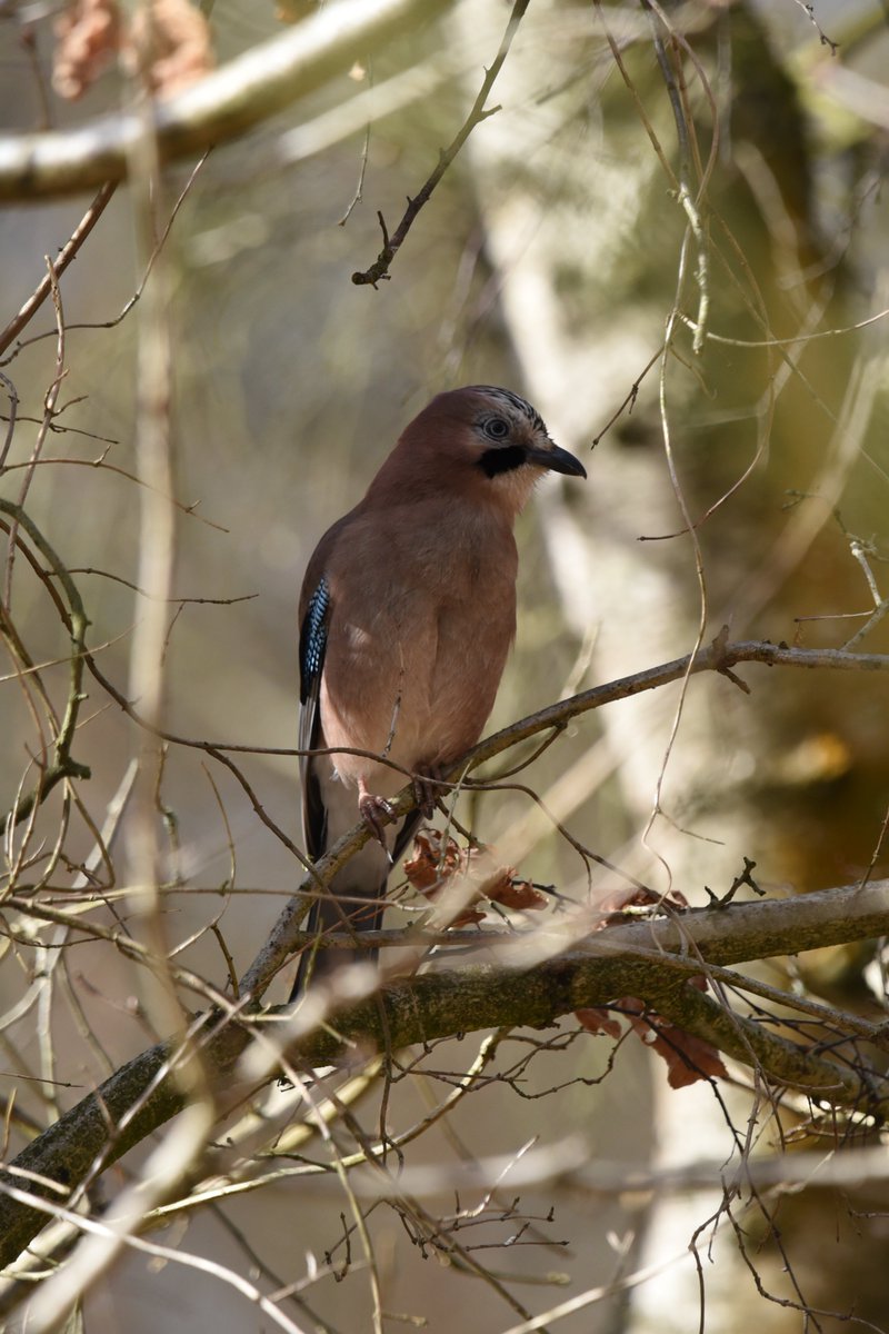 Heard something very interesting a few weeks ago whilst out at @RSPBSherwood (completely forgot to post about it) - A Jay mimicking a Buzzard's call... I've heard our local starlings do this on many occasions, but never have I heard Jays copying the mewing before.