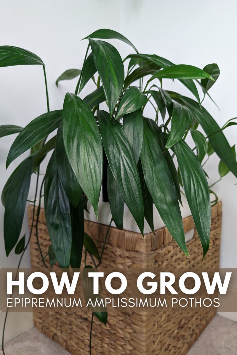 OurHousePlants's tweet photo. Learn how to grow the uncommon, but very worthwhile Epipremnum Amplissimum. It's related to the more common Pothos plant and is just as easy. It has long, slender leaves that give it a completely different look visually. https://t.co/AIfwVABAw2 https://t.co/nGmuPCMis0