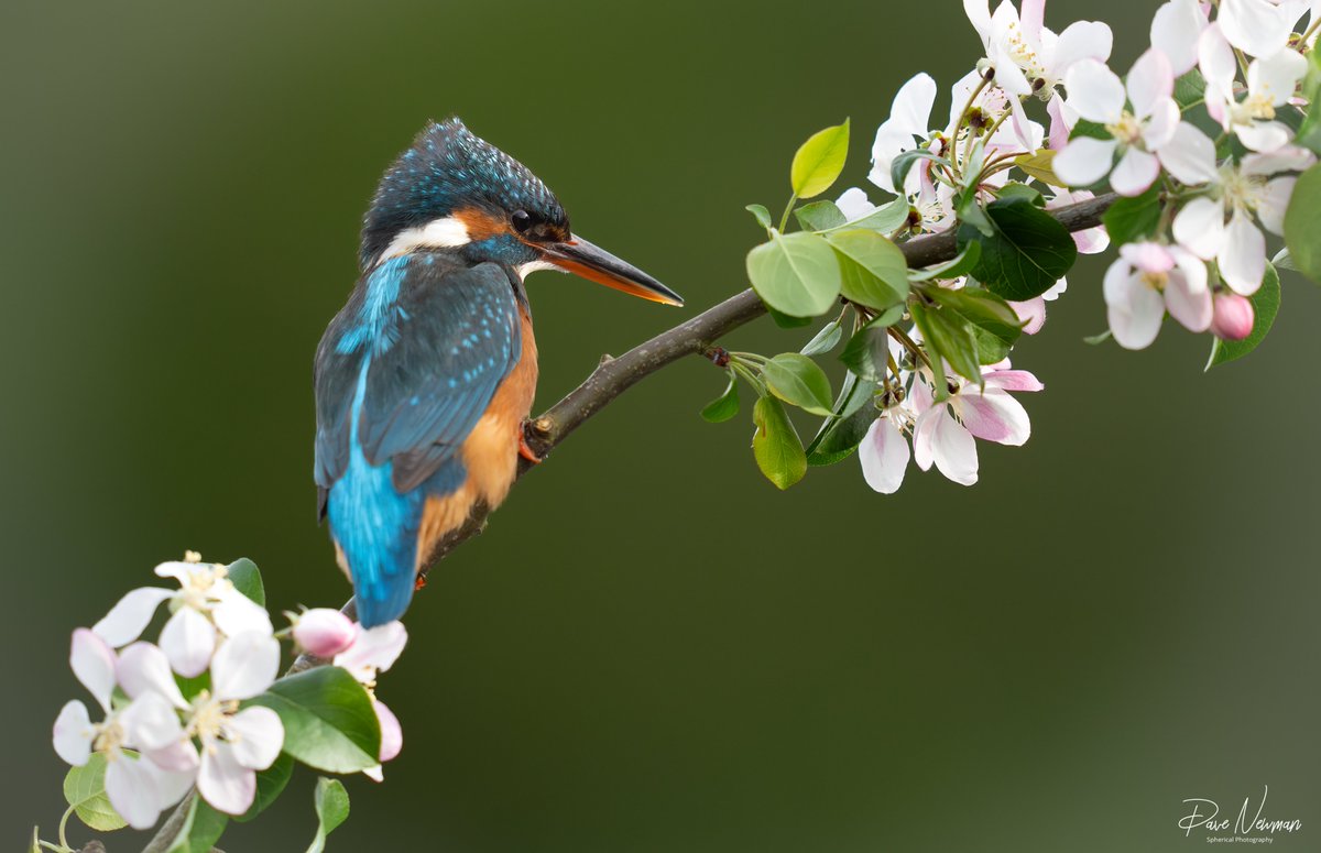 Dave Newman's Spherical Photography tweet media
