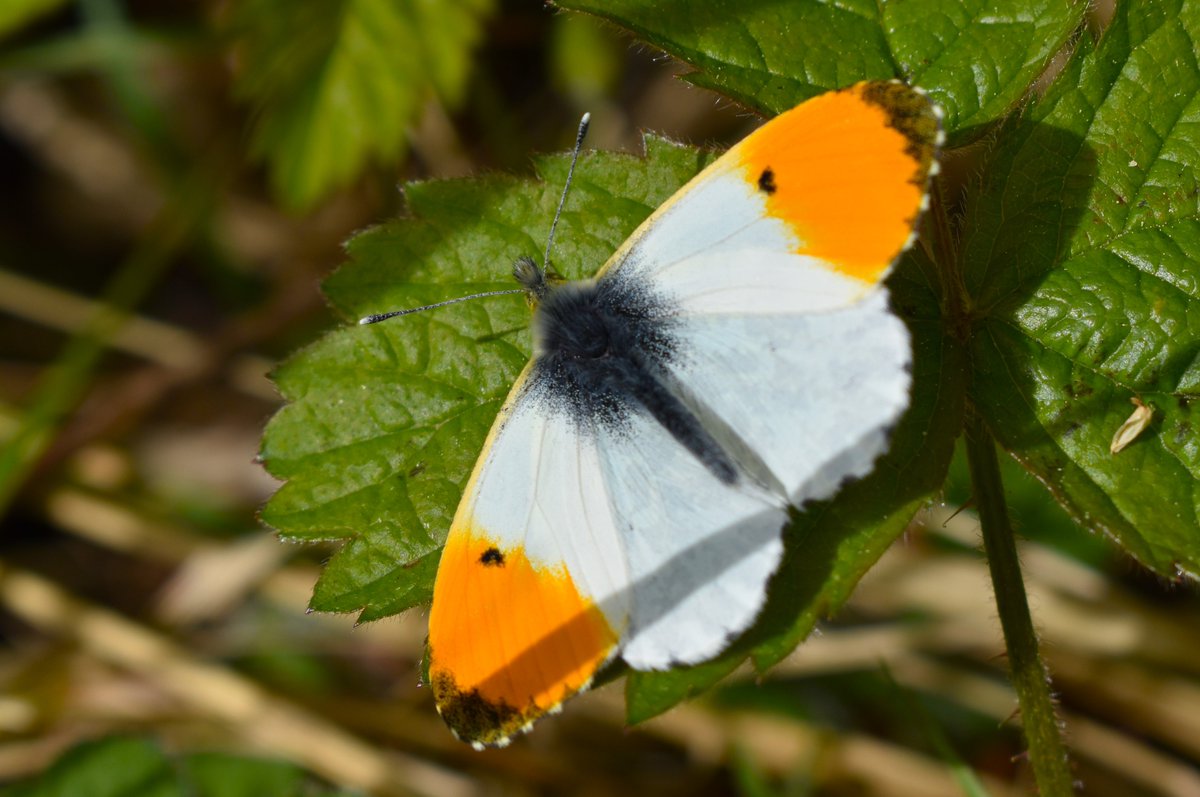 Orange tip #butterfly seen this afternoon on a quite a cool day at Bernwood. @UpperThamesBC (Shame about the grass shadow, but it shows it was almost sunny!)