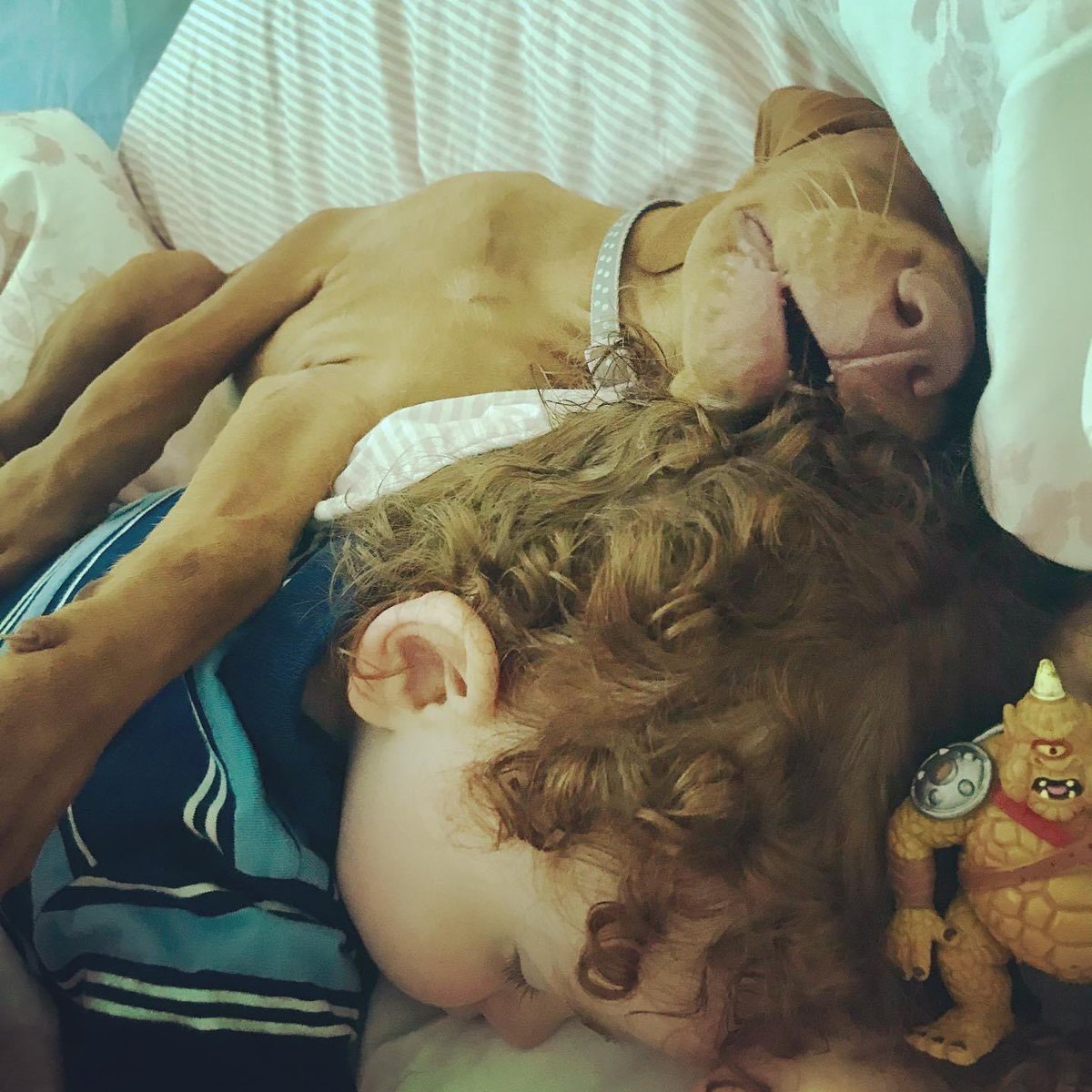 beth_oldroyd's tweet photo. @Dr_ErinLS When my youngest child was a toddler, and my dog was a puppy, they used to have an afternoon nap together🥰🩷 https://t.co/l6Vq5KH6XM