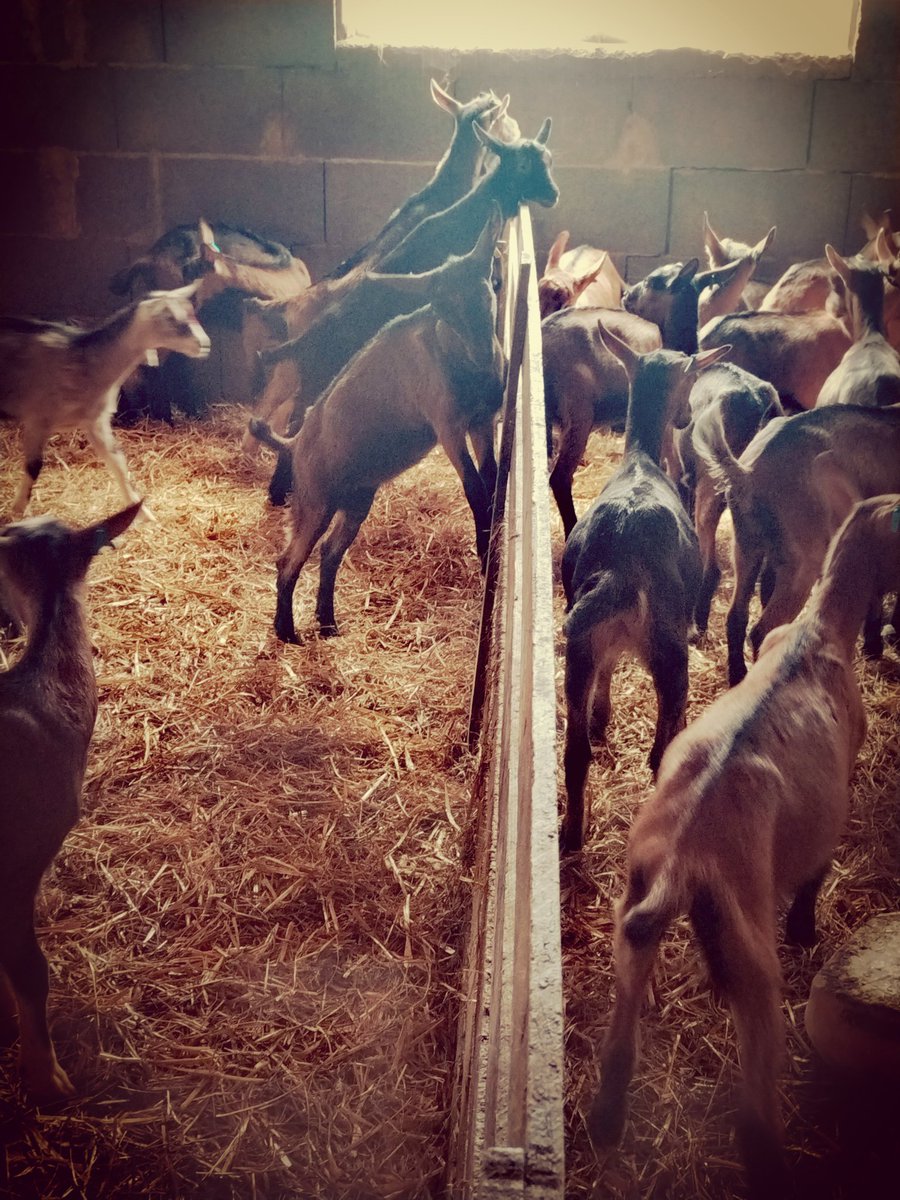_Florence_G's tweet photo. Comme nous, les animaux d'élevage ont droit à certains vaccins.
Selon l'élevage certaines maladies sont + présentes que d'autres, et certains animaux sont + fragiles que d'autres sur certains points.
Auj on a vacciné contre la pasteurelose et l'entero-toxemie
#chevres https://t.co/fhlHHPBzeK