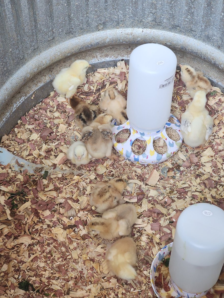 Life skills has hatched several chicks.  <a href="/R_FHSPirates/">Rockport-Fulton High School</a>