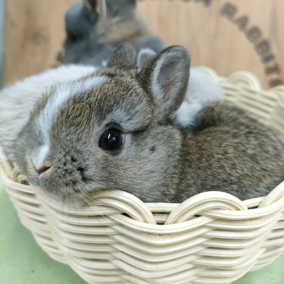 Bunnies tweet picture