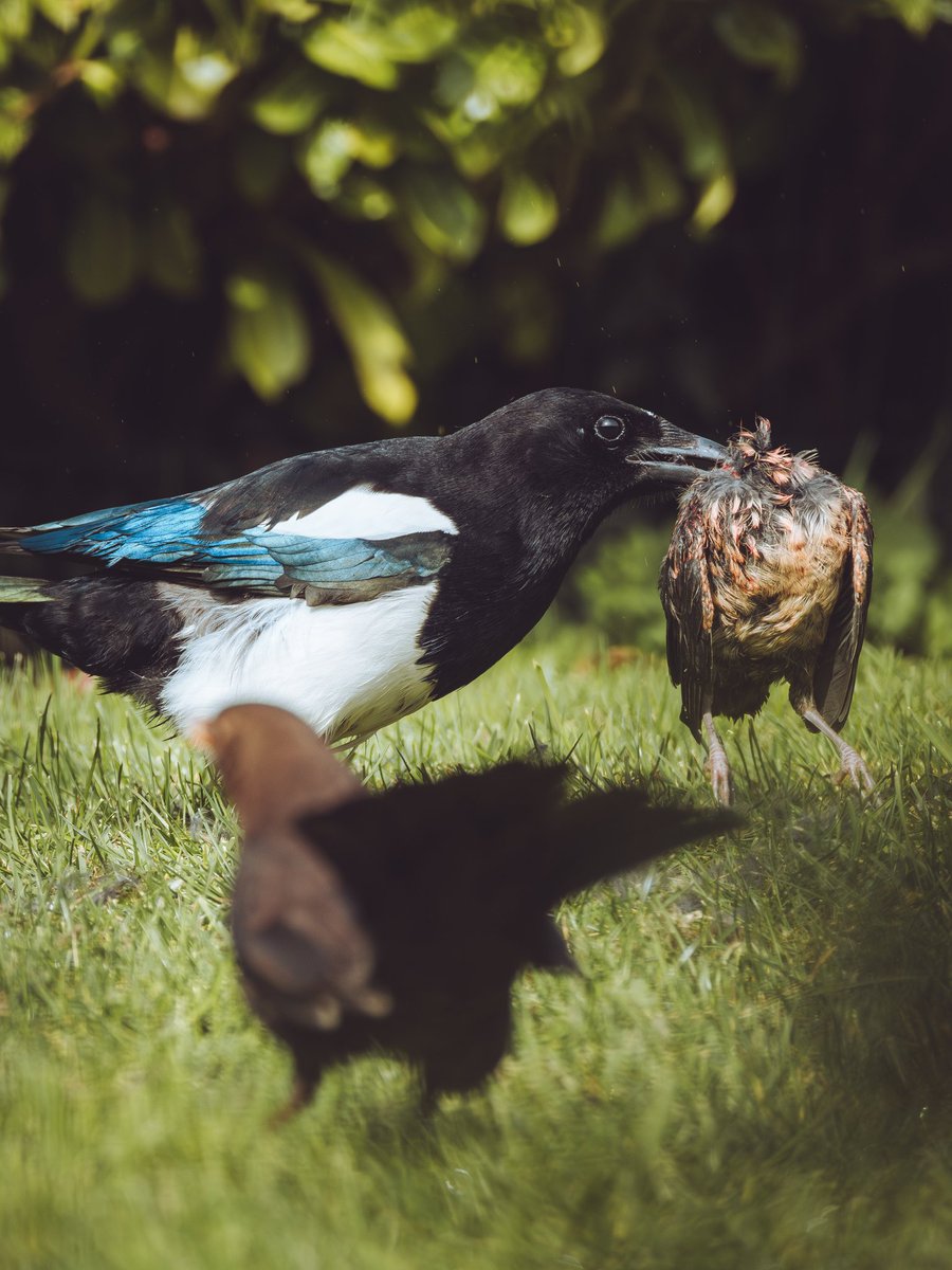As promised, here's the shots of nature I mentioned in my previous Tweet. A Magpie predating on a female Blackbird. (Warning, gruesome nature shots incoming!) #Birds #BirdsSeenIn2024 @Natures_Voice @ChrisGPackham