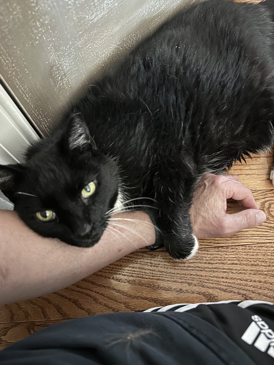 kcasey007's tweet photo. My Kitty  MK https://t.co/SdJZqMx4lM