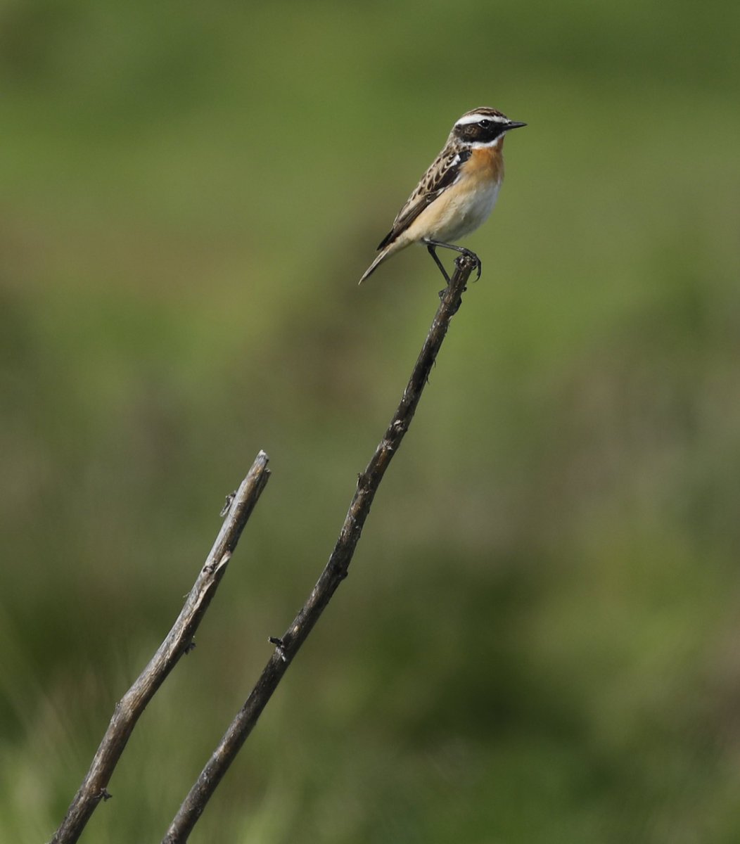 Whinchat at Wanstead 18/04/2024