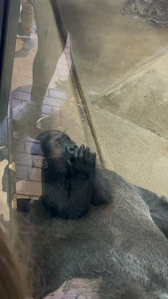 Samantha Castro tweet media