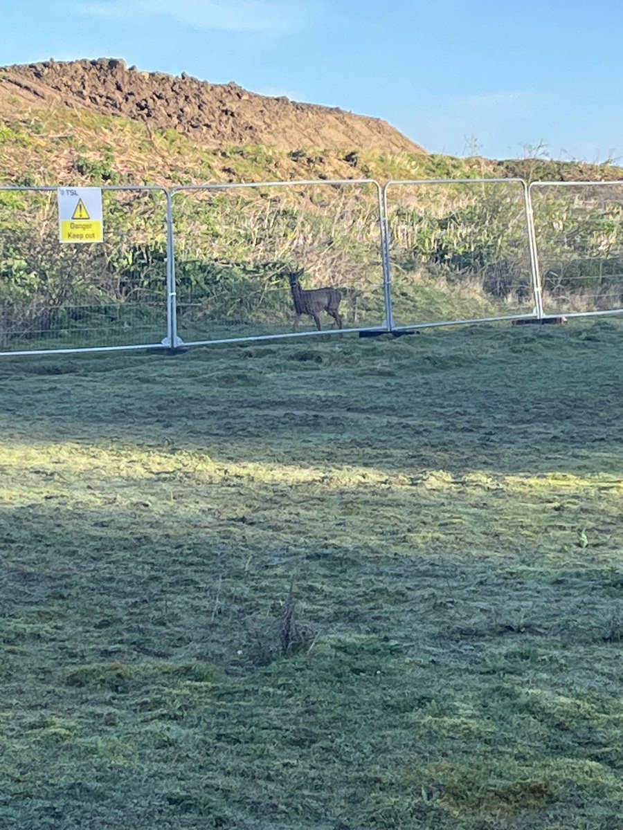 @ArroJoanne @Wykeland @AmazonUK Roe deer trapped within the building site, I reported this cruelty to the Senior Project Manager, his response was ‘ the deer are ushered off site’. I do not believe this is possible and will be elevating my complaint