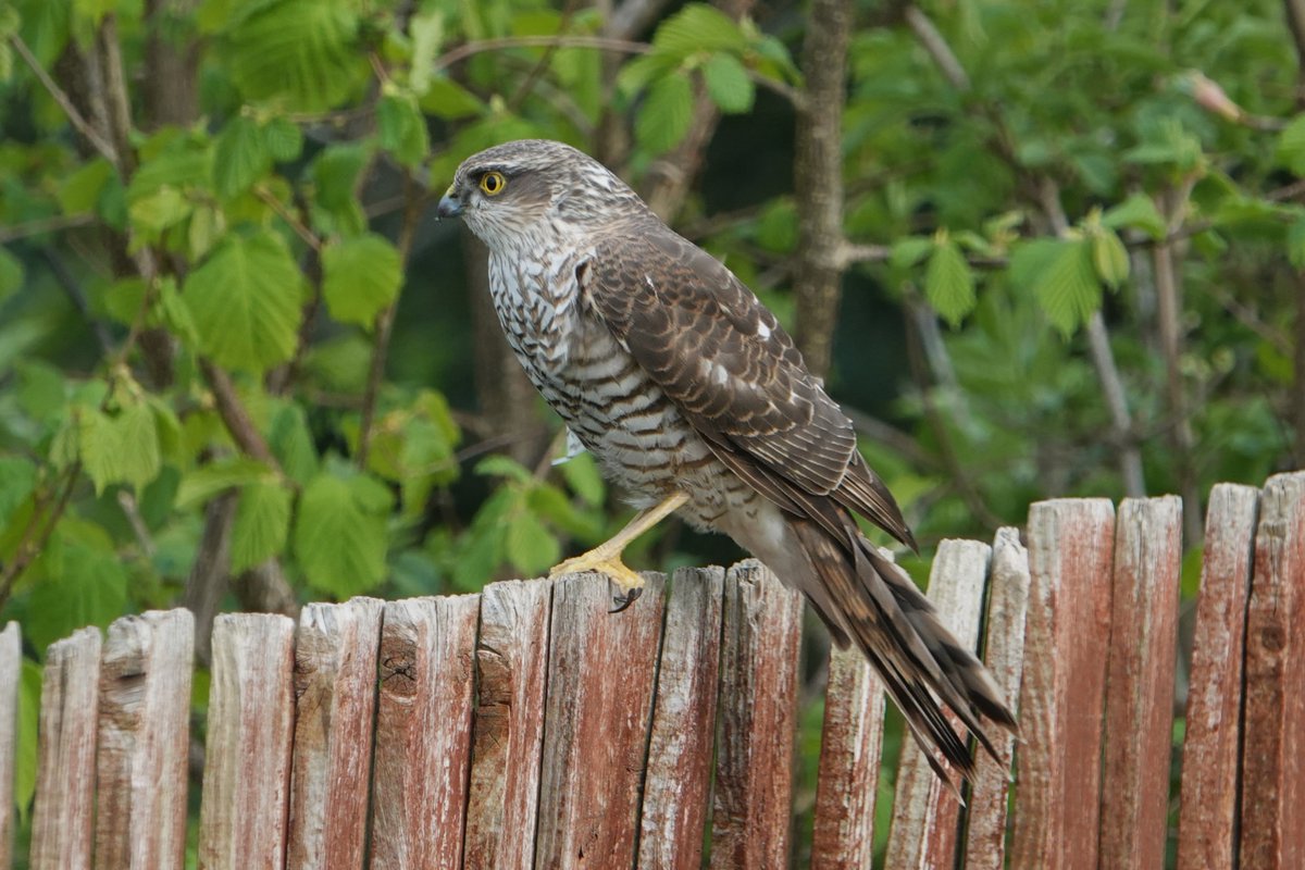 When I got home this evening a bonus Sparrowhawk was sat on the fence in the garden, rounding off an excellent day.
