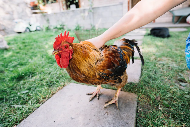 🐔🎵Hens, touching hens 🎶 Sweeeet Caroline oh oh ohhh 🎵