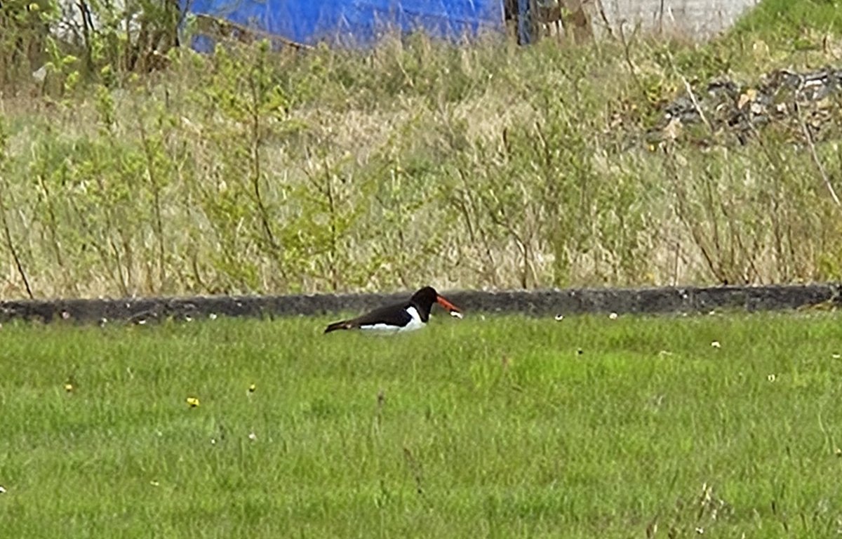 Also got to see this beautiful Oystercatcher in Lurgan 😍 😃