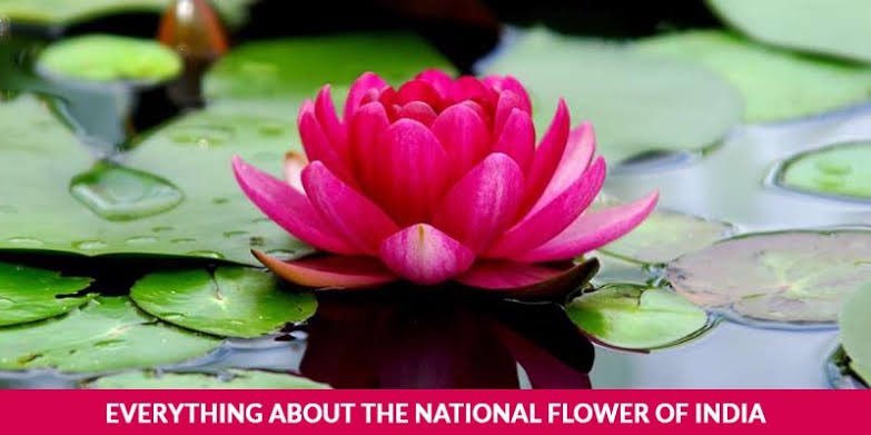 Time to remind everyone that India’s national flower is Lotus 🪷 

Though both are close to India, Don’t confuse with BJP’s Lotus
