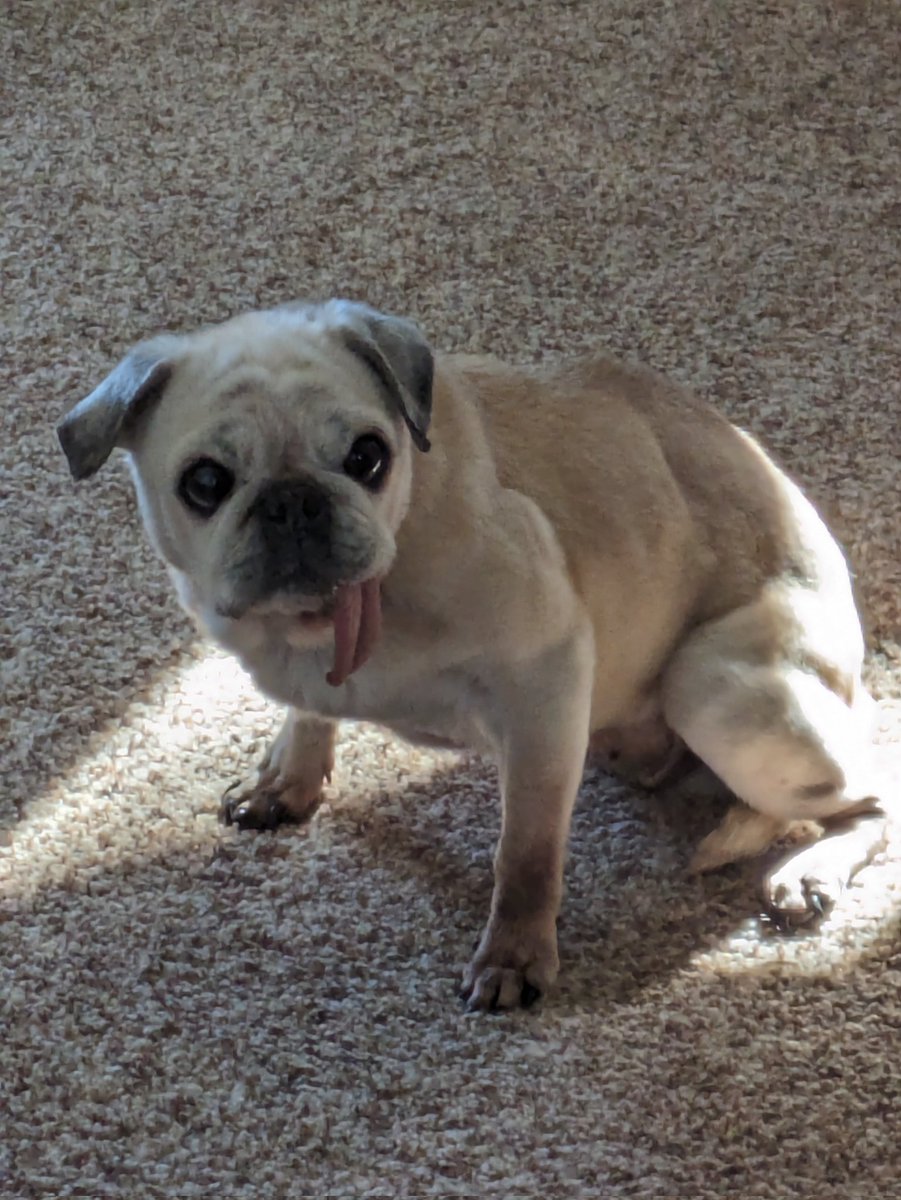 KKoalaM's tweet photo. Lola enjoying the sunbeam #seniorpug #puglife #sunpug https://t.co/0JDPSWK1Kk