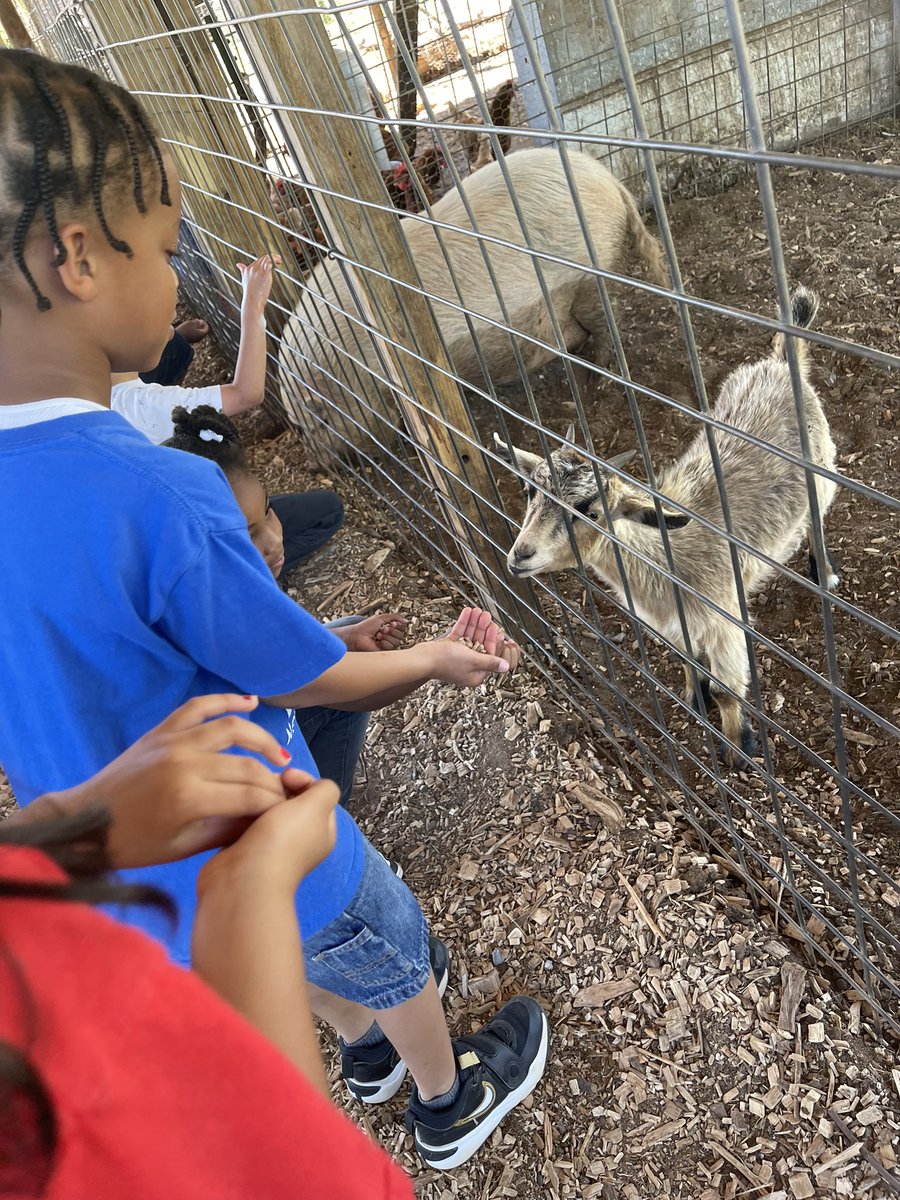 The 2nd graders learned about farm animals today at Warbington Farms. <a href="/npepanthers/">New Prospect Panthers</a>