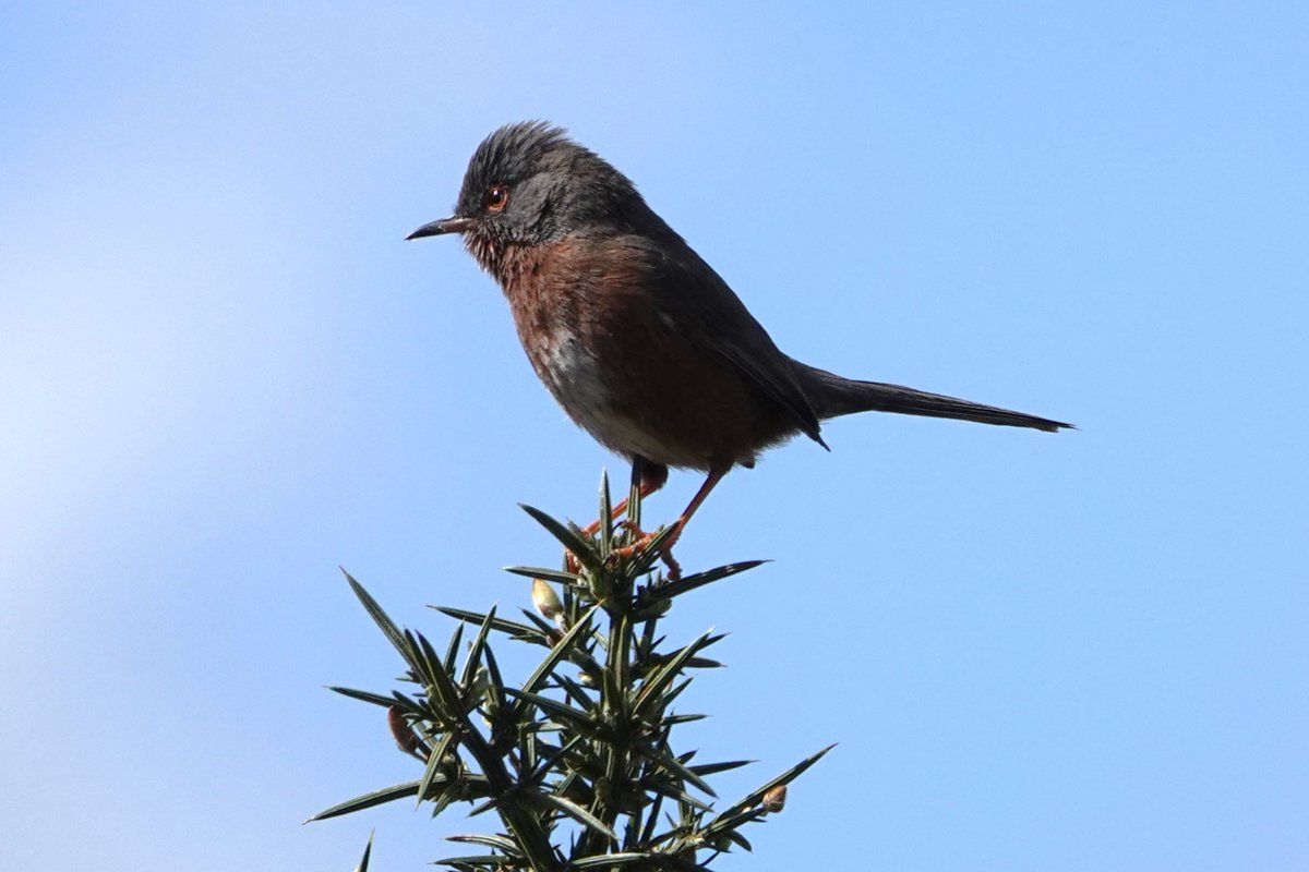 A great day out in the Ashdown Forest produced Redstart, Crossbill, Dartford warbler, Woodlark, Willow warbler, Garden warbler, Red Kite and Marsh tit - with @BarryWright12 and @garynhoward