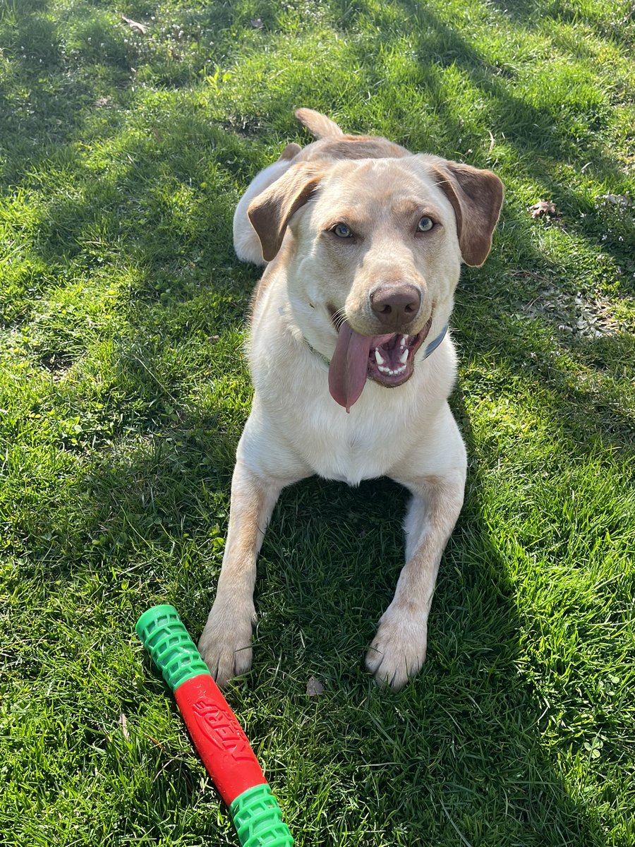 Happy birthday to Odie - he’s a rescue that’s part lab, part catahoula leopard dog - all mutt  & a massive pillow whore but he’s a sweetie who keeps us entertained - please drop a pic of your pup  #rescueismyfavoritebreed #dog