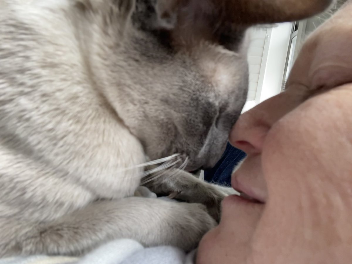 MeezerCats's tweet photo. Life truly is better with cats. 
Getting extra snuggles from Shady. His headbonks are so gentle today, it’s like he knows my head and neck are aching like a mofo - doc says mild form of meningitis - I don’t ever want to experience less mild form 😩 #lifeisbetterwithcats #poorly https://t.co/T9HYgUdw00
