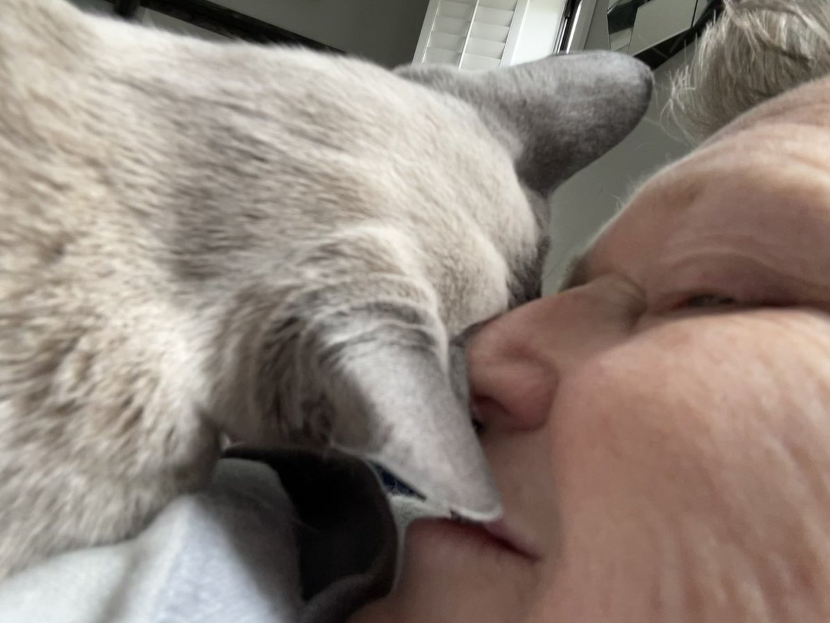 MeezerCats's tweet photo. Life truly is better with cats. 
Getting extra snuggles from Shady. His headbonks are so gentle today, it’s like he knows my head and neck are aching like a mofo - doc says mild form of meningitis - I don’t ever want to experience less mild form 😩 #lifeisbetterwithcats #poorly https://t.co/T9HYgUdw00
